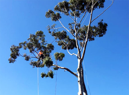 Tree removal